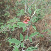 Indigofera oblongifolia Forssk.